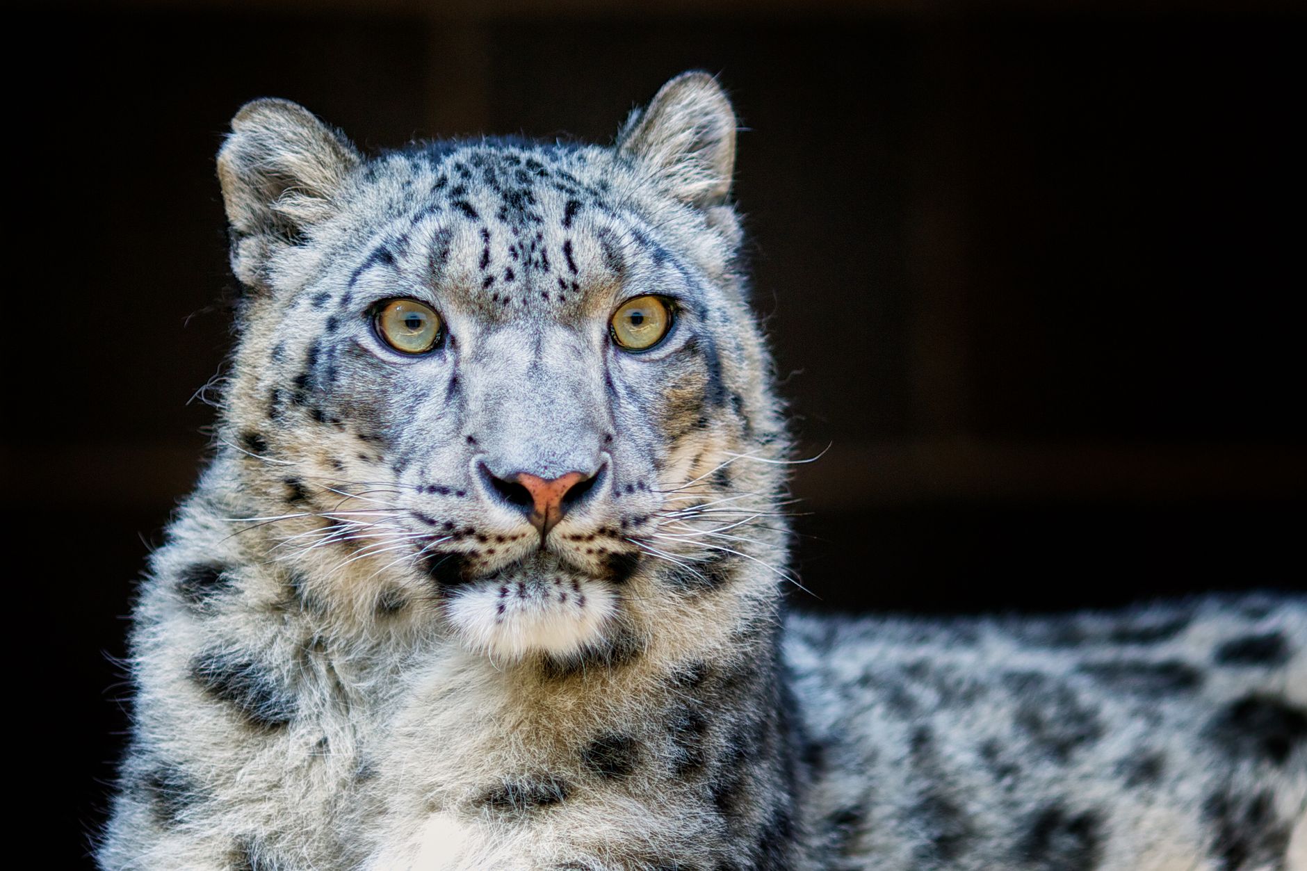Close-up of a leopard's face