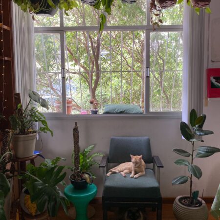 A cat relaxing in a cozy indoor garden of houseplants