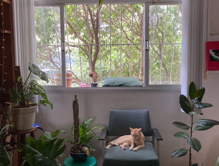 A cat relaxing in a cozy indoor garden of houseplants