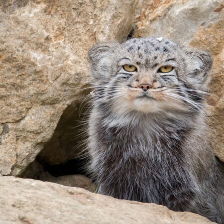 A Pallas's cat with thick grey fur