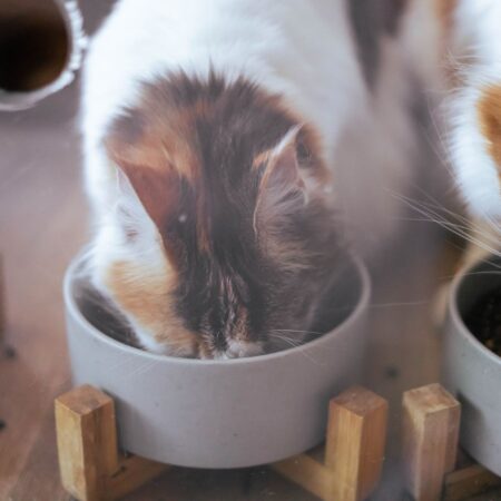 Kittens eating from a bowl
