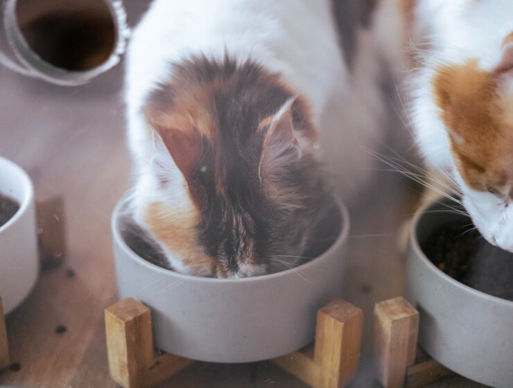 Kittens eating from a bowl
