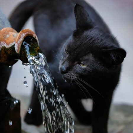 A black cat drinking water