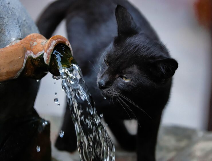 A black cat drinking water